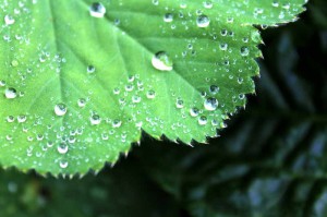 Como preparar nuestros Jardines para Las temporadas de Otoño-Invierno